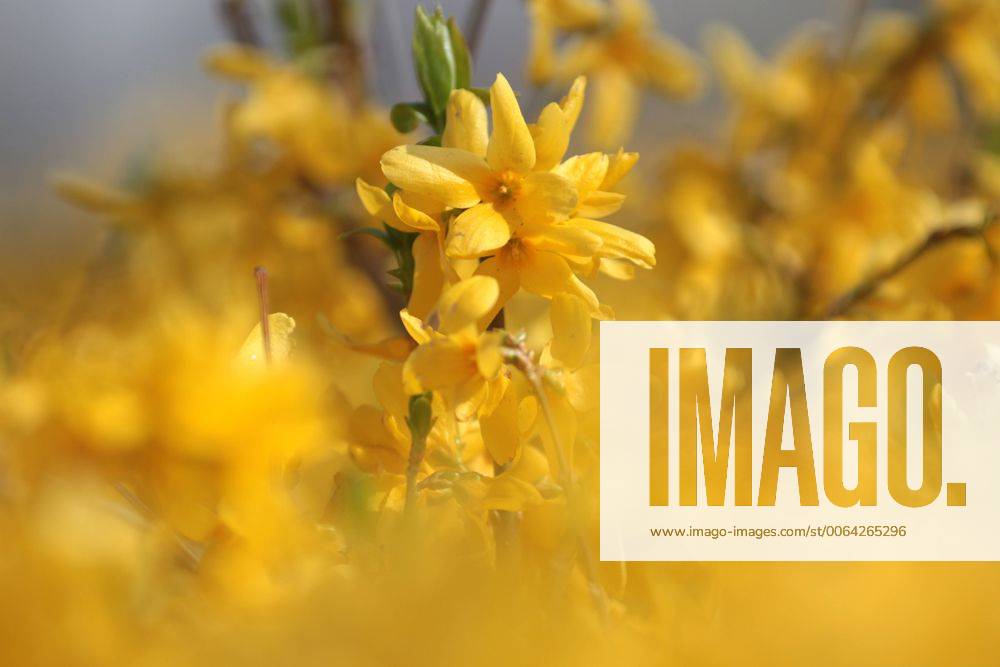 Forsythie (Forsythia) Forsythienblüte im sonnigen Frühling in Hofheim, Hessen, Main-Taunus-Kreis MTK, Deutschland