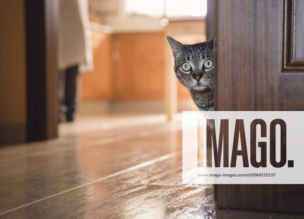 Tabby cat hiding behind a door at home property released RAEF000113