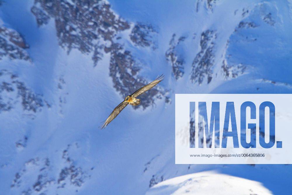 Bartgeier, Bart-Geier, Laemmergeier, Laemmer-Geier (Gypaetus barbatus), Bartgeier im Flug vor verschneiter Berglandschaft, Schweiz, Wallis, Leukerbad Lammergeier, Bearded Vulture (Gypaetus barbatus), bearded vulture in flight before snowy mountain scenery, Switzerland, Valais, Leukerbad BLWS392845