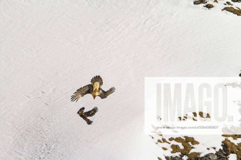 Bartgeier, Bart-Geier, Laemmergeier, Laemmer-Geier (Gypaetus barbatus), Bartgeier greift einen Steinadler vor verschneiter Berglandschaft an, Schweiz, Wallis, Leukerbad Lammergeier, Bearded Vulture (Gypaetus barbatus), bearded vulture attacking a golden eagle before snowy mountain scenery, Switzerland, Valais, Leukerbad BLWS392852