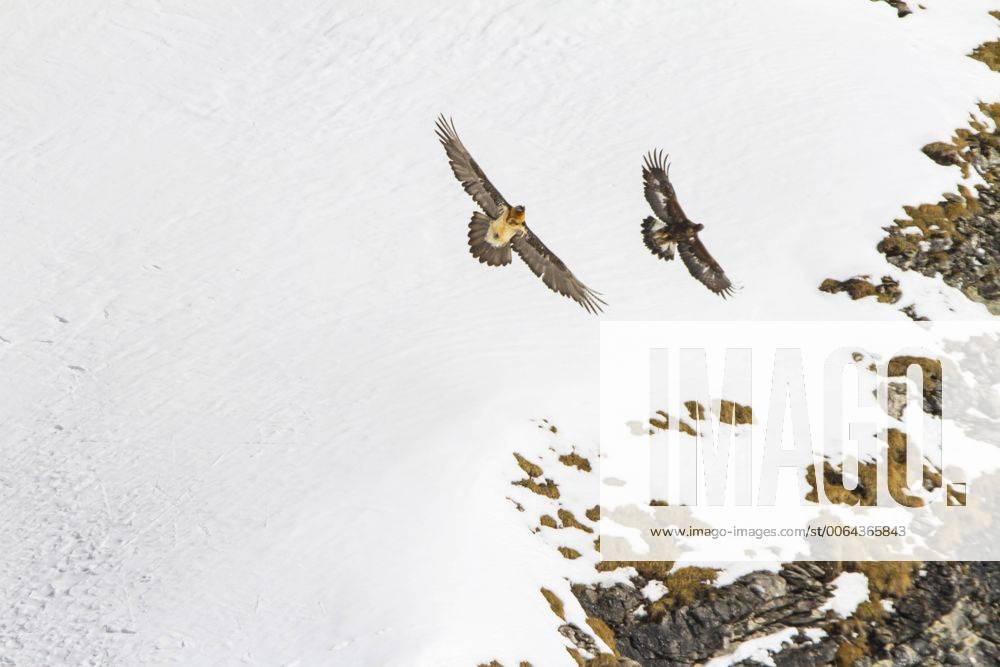 Bartgeier, Bart-Geier, Laemmergeier, Laemmer-Geier (Gypaetus barbatus), Bartgeier greift einen Steinadler vor verschneiter Berglandschaft an, Schweiz, Wallis, Leukerbad Lammergeier, Bearded Vulture (Gypaetus barbatus), bearded vulture attacking a golden eagle before snowy mountain scenery, Switzerland, Valais, Leukerbad BLWS392853