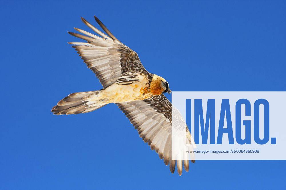 Bartgeier, Bart-Geier, Laemmergeier, Laemmer-Geier (Gypaetus barbatus), Bartgeier im Flug vor blauem Himmel, Schweiz, Wallis, Leukerbad Lammergeier, Bearded Vulture (Gypaetus barbatus), bearded vulture in flight before blue sky, Switzerland, Valais, Leukerbad BLWS392843