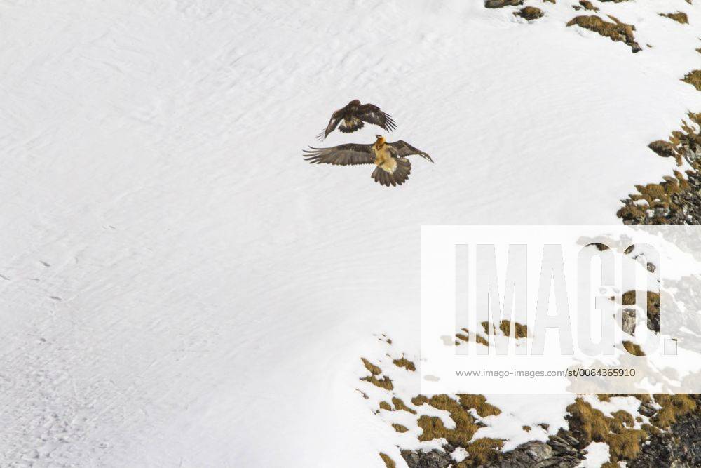Bartgeier, Bart-Geier, Laemmergeier, Laemmer-Geier (Gypaetus barbatus), Bartgeier greift einen Steinadler vor verschneiter Berglandschaft an, Schweiz, Wallis, Leukerbad Lammergeier, Bearded Vulture (Gypaetus barbatus), bearded vulture attacking a golden eagle before snowy mountain scenery, Switzerland, Valais, Leukerbad BLWS392849