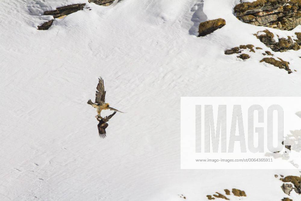 Bartgeier, Bart-Geier, Laemmergeier, Laemmer-Geier (Gypaetus barbatus), Bartgeier greift einen Steinadler vor verschneiter Berglandschaft an, Schweiz, Wallis, Leukerbad Lammergeier, Bearded Vulture (Gypaetus barbatus), bearded vulture attacking a golden eagle before snowy mountain scenery, Switzerland, Valais, Leukerbad BLWS392850