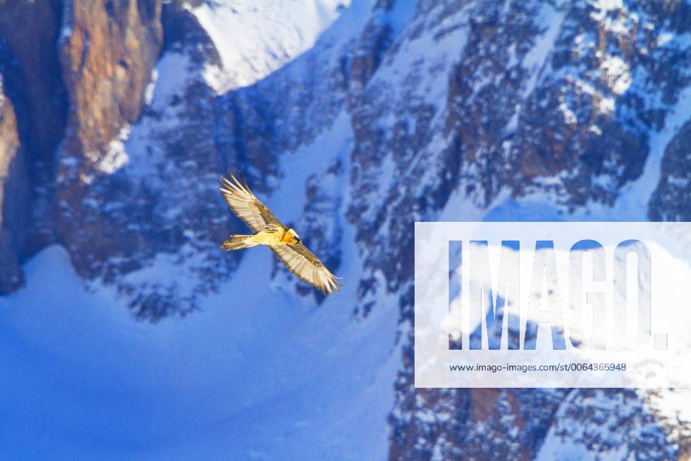 Bartgeier, Bart-Geier, Laemmergeier, Laemmer-Geier (Gypaetus barbatus), Bartgeier im Flug vor verschneiter Berglandschaft, Schweiz, Wallis, Leukerbad Lammergeier, Bearded Vulture (Gypaetus barbatus), bearded vulture in flight before snowy mountain scenery, Switzerland, Valais, Leukerbad BLWS392846