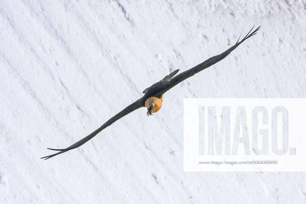 Bartgeier, Bart-Geier, Laemmergeier, Laemmer-Geier (Gypaetus barbatus), Bartgeier im Flug vor verschneiter Berglandschaft, Schweiz, Wallis, Leukerbad Lammergeier, Bearded Vulture (Gypaetus barbatus), bearded vulture in flight before snowy mountain scenery, Switzerland, Valais, Leukerbad BLWS392858