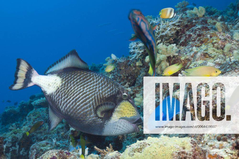 Gruener Riesendrueckerfisch, Balistoides viridescens, Great Barrier Reef, Australien Titan Triggerfish, Balistoides viridescens, Great Barrier Reef, Australia Gruener Riesendrueckerfisch, Australien