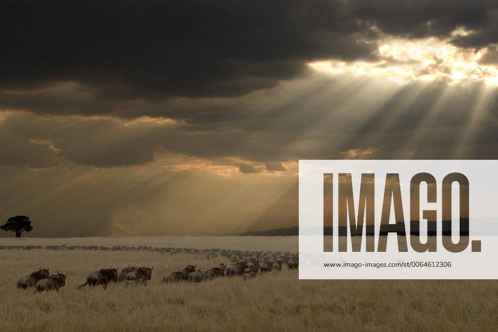 Blue Wildebeest (Connochaetus taurinus) migration at sunset, Kenya, Maasai Mara National Reserve Blue Wildebeest RobxReijnen (95459)