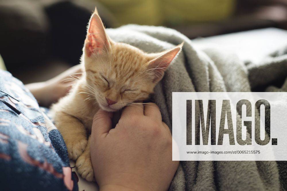 Woman s hand stroking tabby kitten model released Symbolfoto property released RAEF000205