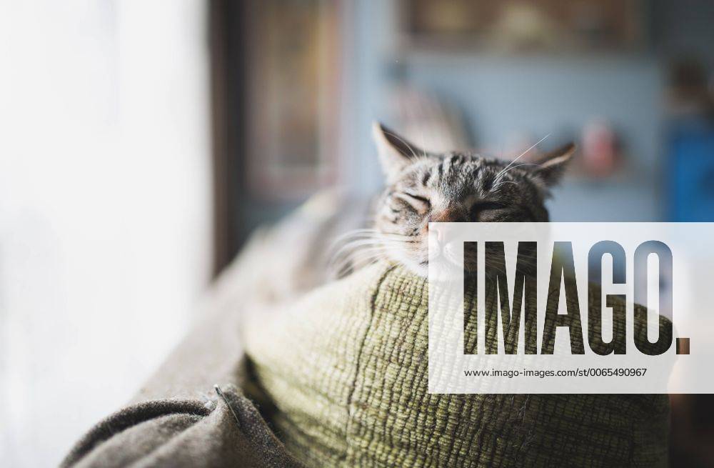 Portrait of tabby cat sleeping on the backrest of a couch property released RAEF000265