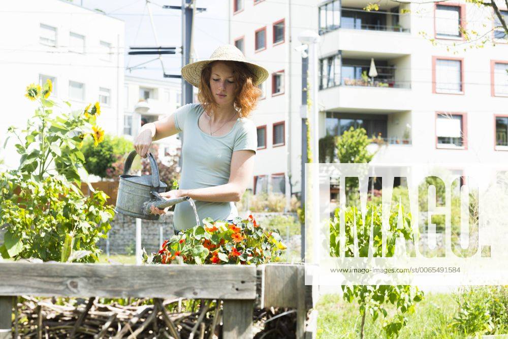 Young woman gardening, urban gardening, raised bed, watering model released Symbolfoto property released SGF001824