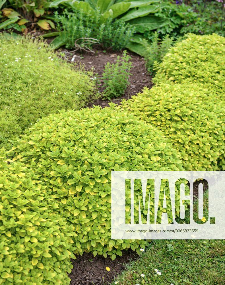 Gemeiner Dost, Scharfer Oreganum, Wilder Majoran, Oregano, Echter Dost (Origanum vulgare Aureum . Origanum vulgare Aureum), Sorte Aureum, Grossbritannien wild origanum, wild marjoram (Origanum vulgare Aureum . Origanum vulgare Aureum), cultivar Aureum, United Kingdom, England BLWS405267