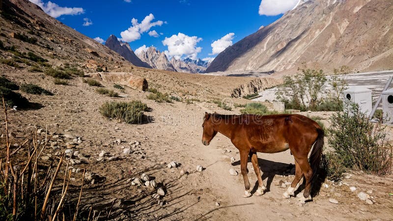 K2 and Broad Peak from Concordia in the Karakorum Mountains Pakistan, K2 trekking trail terrain, in the Karakorum Mountains Pakistan, Pakistan, Asia