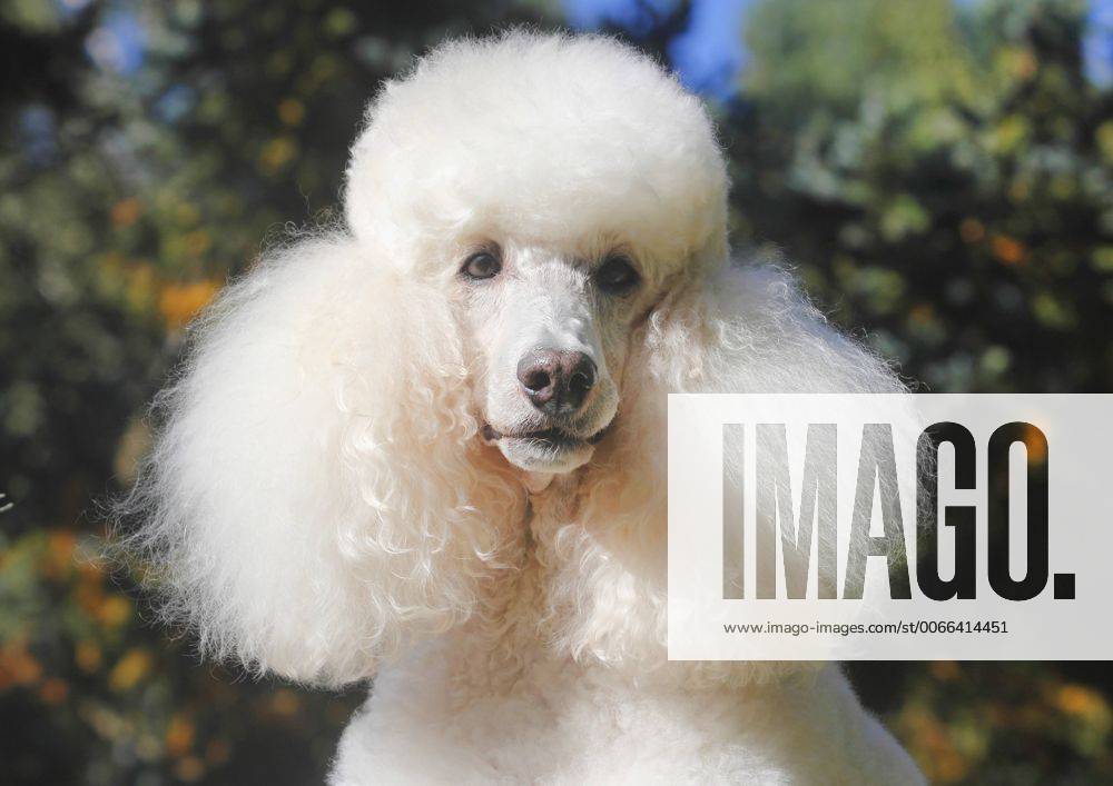 Pudel, Caniche (Canis lupus f. familiaris), weisser Grosspudel, Portraet einer 11 Jahre alten Huendin , Deutschland Poodle (Canis lupus f. familiaris), white Standard Poodle, portrait of a eleven years old she dog , Germany BLWS408089