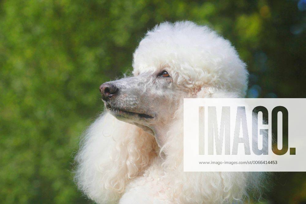 Pudel, Caniche (Canis lupus f. familiaris), weisser Grosspudel, Portraet einer 11 Jahre alten Huendin , Deutschland Poodle (Canis lupus f. familiaris), white Standard Poodle, portrait of a eleven years old she dog , Germany BLWS408091