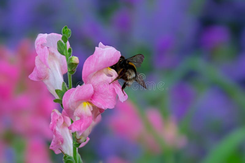 Bumblebee on a pink dragon flower, Macro of a bumblebee on a pink dragon flower