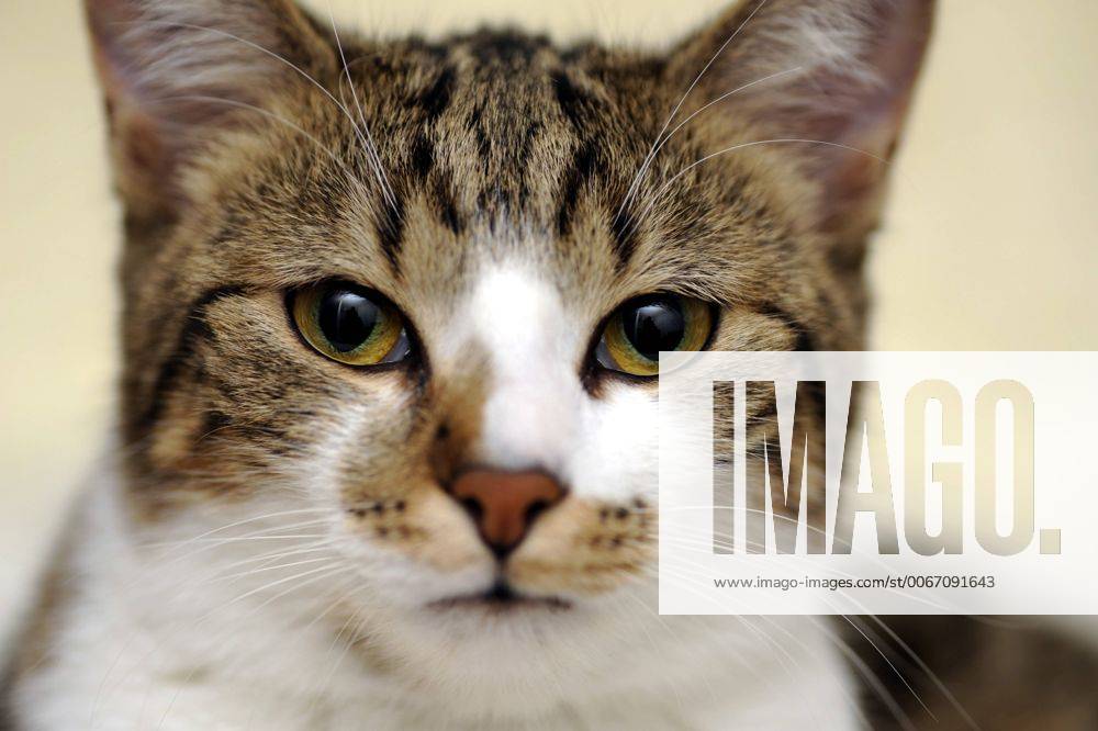 Hauskatze, Haus-Katze (Felis silvestris f. catus), Portrait domestic cat, house cat (Felis silvestris f. catus), portrait BLWS243805