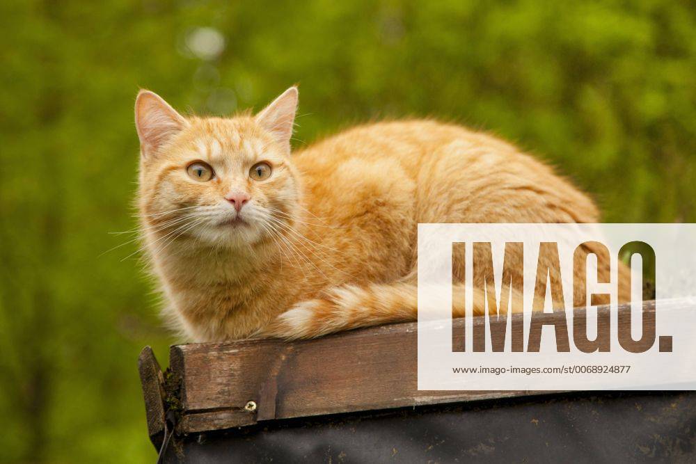 Hauskatze, Haus-Katze (Felis silvestris f. catus), rote Katze liegt im Garten, Deutschland domestic cat, house cat (Felis silvestris f. catus), red cat lying in a garden, Germany BLWS415462