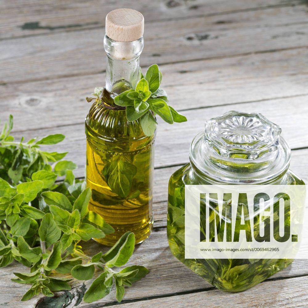 Gemeiner Dost, Scharfer Oreganum, Wilder Majoran, Oregano, Echter Dost (Origanum vulgare), Oregano mit Olivenoel angesetzt, Deutschland wild origanum, wild marjoram (Origanum vulgare), Wild Marjoram in olive oil, Germany BLWS417775