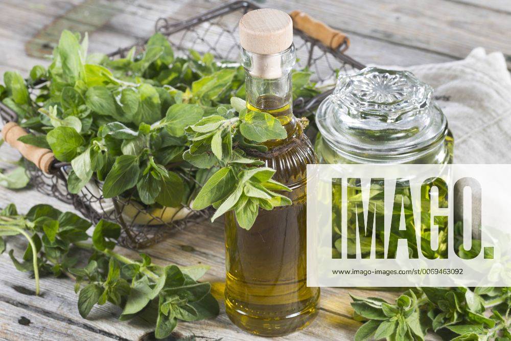 Gemeiner Dost, Scharfer Oreganum, Wilder Majoran, Oregano, Echter Dost (Origanum vulgare), Oregano mit Olivenoel angesetzt, Deutschland wild origanum, wild marjoram (Origanum vulgare), Wild Marjoram in olive oil, Germany BLWS417773
