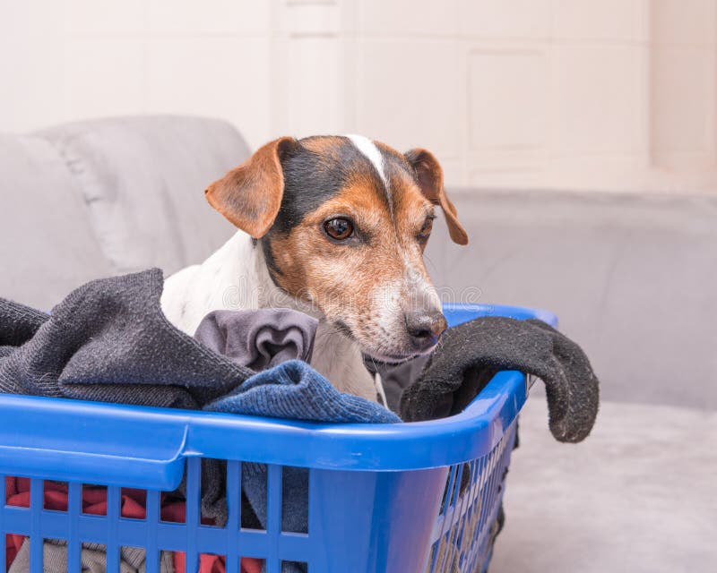 Dog lies in a laundry basket with freshly washed folded and ironed laundry indoor. Jack Russell Terrier 10 years old. Hair type, Beatuy dog lies in a laundry basket with freshly washed folded and ironed laundry indoor. Jack Russell Terrier 10 years old. Hair type smooth