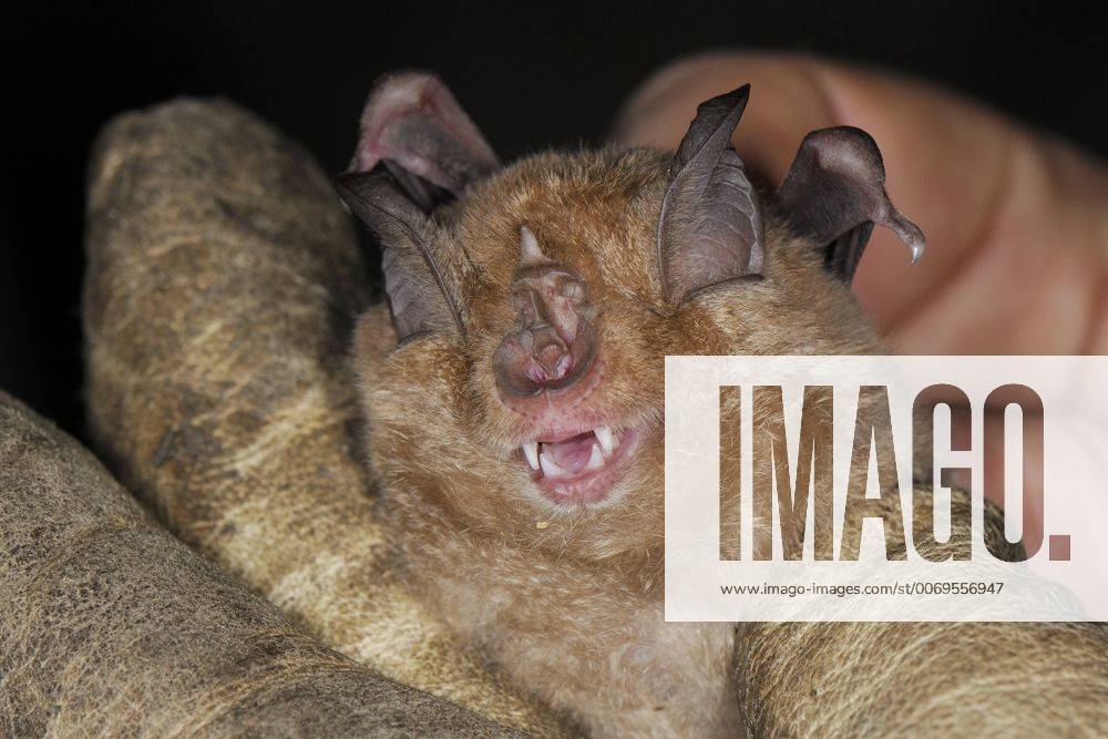 Close up of a Greater horseshoe bat (Rhinolophus ferrumequinum) held in a scientist s hand during a winter hibernation survey in an old Bath stone mine, Wiltshire, UK, February. Model released. 1467844 NickxUpton