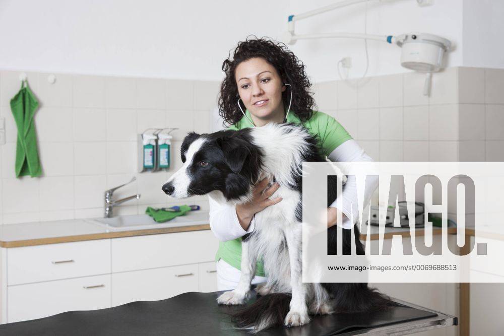 Tierarztpraxis, Tierärztin untersucht Hund mit Stethoskop, Border Collie