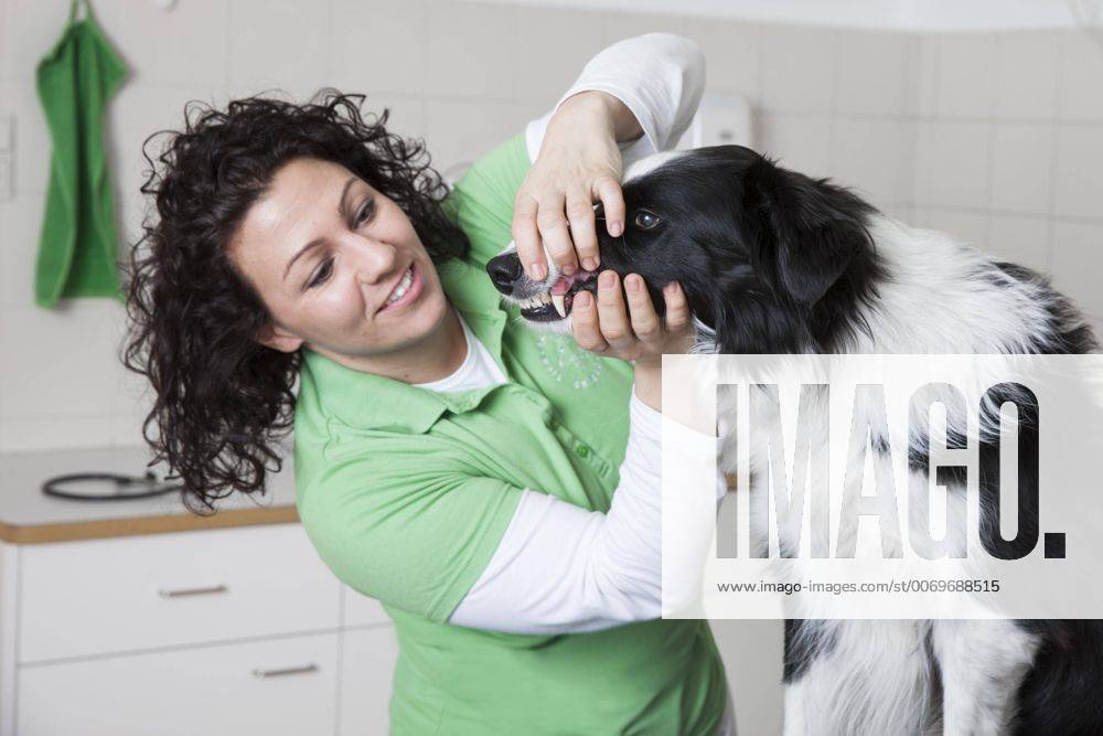 Tierarztpraxis, Tierärztin untersucht Zähne bei Hund, Border Collie