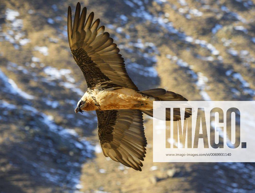 Bartgeier, Bart-Geier, Laemmergeier, Laemmer-Geier (Gypaetus barbatus), fliegt an einem Berghang entlang, Italien, Suedtirol Lammergeier, Bearded Vulture (Gypaetus barbatus), flying along a mountain side, Italy, South Tyrol BLWS420801