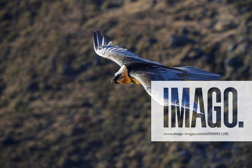 Bartgeier, Bart-Geier, Laemmergeier, Laemmer-Geier (Gypaetus barbatus), fliegt an einem Berghang entlang, Italien, Suedtirol Lammergeier, Bearded Vulture (Gypaetus barbatus), flying along a mountain side, Italy, South Tyrol BLWS420799