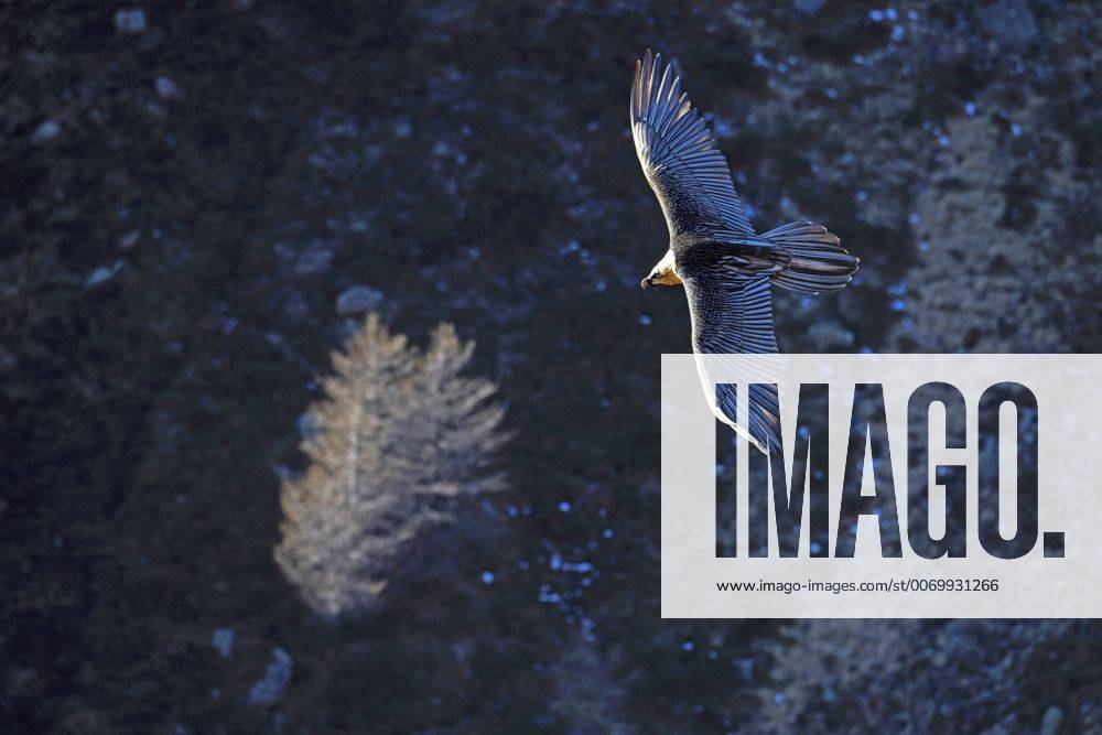 Bartgeier, Bart-Geier, Laemmergeier, Laemmer-Geier (Gypaetus barbatus), fliegt an einem Berghang entlang, Ansicht von oben, Italien, Suedtirol Lammergeier, Bearded Vulture (Gypaetus barbatus), flying along a mountain side, view from above, Italy, South Tyrol BLWS420800