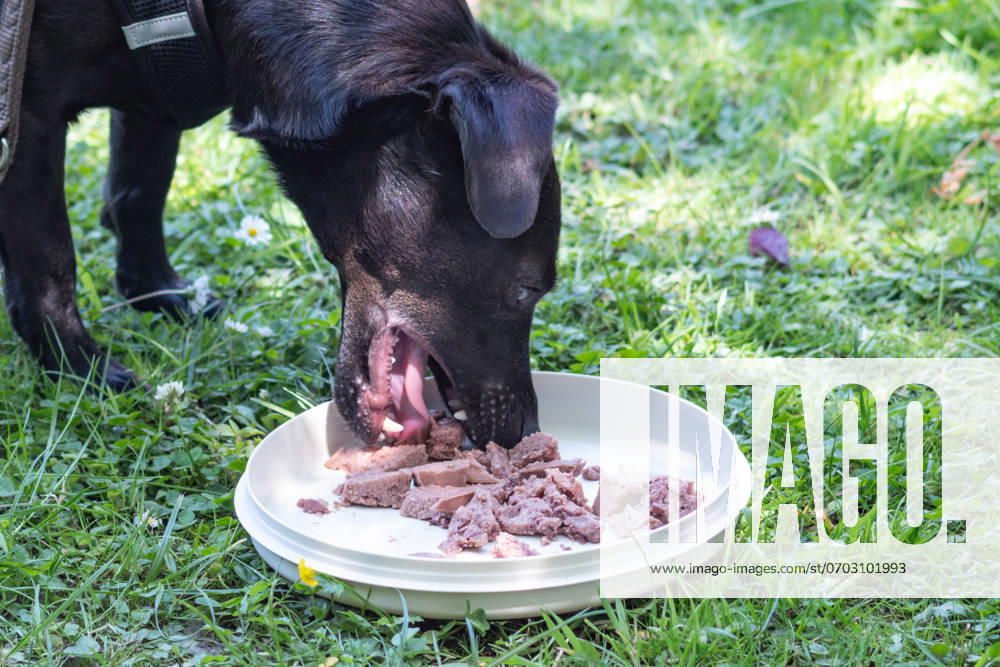 Ein schwarzer Terrier frisst sein Futter auf einer Wiese aus einem provisorischen Futternapf. In Aachen am 26. Juni 2024. GERMANY - AACHEN - DOG