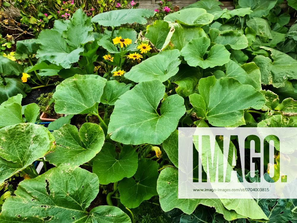 Große grüne Blätter von Kürbispflanzen in einem Garten