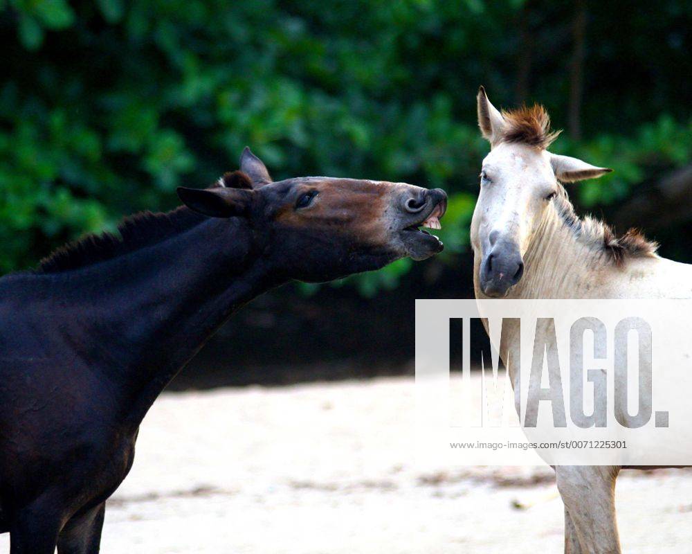 Liverpool, England, United Kingdom - Black and white stallions, horse, kiss, flirt on a sandy beach. - ZUMA