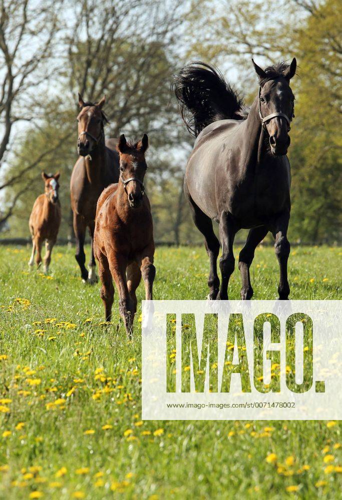 Goerlsdorf, Brandenburg, GER - Bella Bravo mit Fohlen Birdie im Galopp auf der Weide. Gestuet Goerlsdorf. (Pferde, Stute, Fohlen, Bella Bravo, Birdie, Vollblut, Englisches Vollblut, Vollblueter, Weide, Koppel, Trab, traben, Gangart, Frontal, Frontalansicht, Zucht, Pferdezucht, Vollblutzucht, Fruehjahr, Fruehling, Jahreszeit, Loewenzahn, Haltung, Pferdehaltung, Vollblüter, Frühjahr, Frühling, Löwenzahn) 221D060516GESTUET.JPG GALOPP