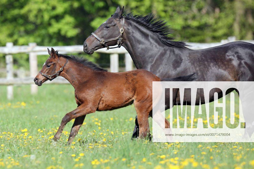Goerlsdorf, Brandenburg, GER - Bella Bravo mit Fohlen Birdie im Galopp auf der Weide. Gestuet Goerlsdorf. (Pferde, Stute, Fohlen, Bella Bravo, Birdie, Vollblut, Englisches Vollblut, Vollblueter, Weide, Koppel, Trab, traben, Gangart, Zucht, Pferdezucht, Vollblutzucht, Fruehjahr, Fruehling, Jahreszeit, Loewenzahn, Haltung, Pferdehaltung, Vollblüter, Frühjahr, Frühling, Löwenzahn) 223D060516GESTUET.JPG GALOPP