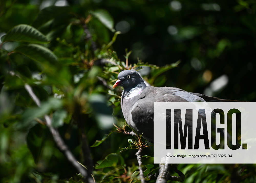 Daily Life In Paris On The Eve Of The Olympics PARIS, FRANCE - JULY 13: A wood pigeon seen in the La DÃ fense area of Paris, on July 13, 2024, in Paris, France. Paris France