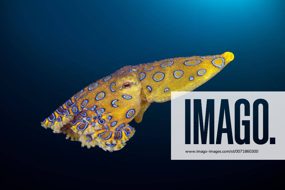 Giftiger Blauring-Oktopus, Hapalochlaena lunulata, Ambon, Molukken, Indonesien Poisonous Blue Ring Octopus, Hapalochlaena lunulata, Ambon, Moluccas, Indonesia Giftiger Blauring-Oktopus, Indonesien