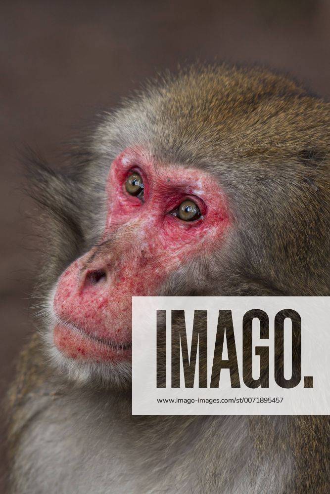 Schneeaffe, Schnee-Affe, Japanmakak, Japanmakake, Japan-Makak, Japanmakake, Japan-Makake, Rotgesichtsmakak, Rotgesichts-Makak, Rotgesichts-Makake, Rotgesichtsmakake (Macaca fuscata), Portraet Japanese macaque, snow monkey (Macaca fuscata), portrait BLWS428841