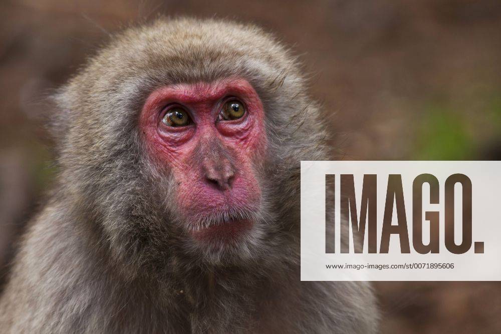 Schneeaffe, Schnee-Affe, Japanmakak, Japanmakake, Japan-Makak, Japanmakake, Japan-Makake, Rotgesichtsmakak, Rotgesichts-Makak, Rotgesichts-Makake, Rotgesichtsmakake (Macaca fuscata), Portraet Japanese macaque, snow monkey (Macaca fuscata), portrait BLWS428840