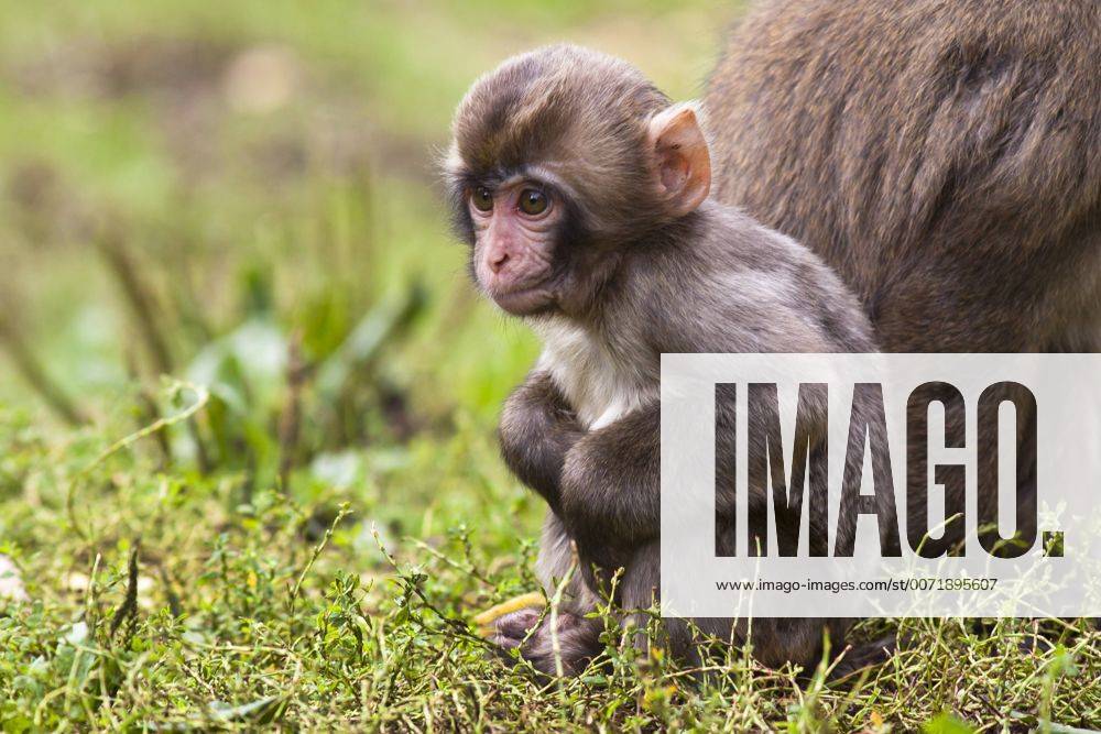 Schneeaffe, Schnee-Affe, Japanmakak, Japanmakake, Japan-Makak, Japanmakake, Japan-Makake, Rotgesichtsmakak, Rotgesichts-Makak, Rotgesichts-Makake, Rotgesichtsmakake (Macaca fuscata), Jungtier auf einer Wiese Japanese macaque, snow monkey (Macaca fuscata), pup in a meadow BLWS428845