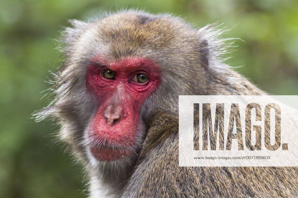 Schneeaffe, Schnee-Affe, Japanmakak, Japanmakake, Japan-Makak, Japanmakake, Japan-Makake, Rotgesichtsmakak, Rotgesichts-Makak, Rotgesichts-Makake, Rotgesichtsmakake (Macaca fuscata), Portraet Japanese macaque, snow monkey (Macaca fuscata), portrait BLWS428846