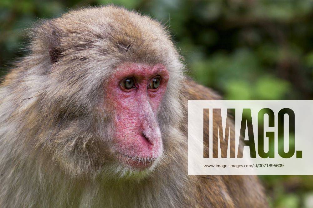 Schneeaffe, Schnee-Affe, Japanmakak, Japanmakake, Japan-Makak, Japanmakake, Japan-Makake, Rotgesichtsmakak, Rotgesichts-Makak, Rotgesichts-Makake, Rotgesichtsmakake (Macaca fuscata), Portraet Japanese macaque, snow monkey (Macaca fuscata), portrait BLWS428847