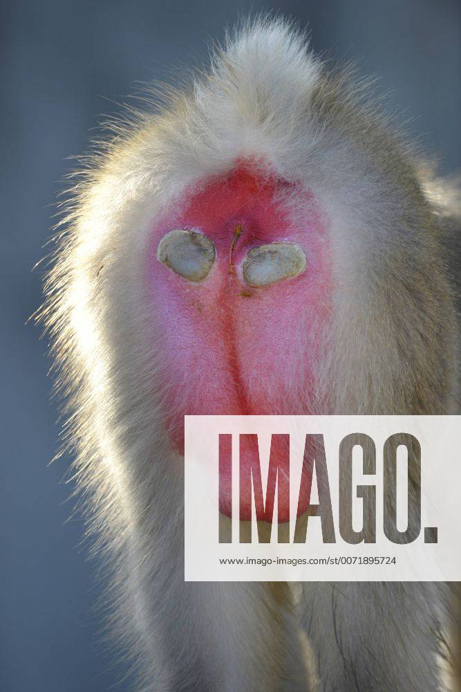 Schneeaffe, Schnee-Affe, Japanmakak, Japanmakake, Japan-Makak, Japanmakake, Japan-Makake, Rotgesichtsmakak, Rotgesichts-Makak, Rotgesichts-Makake, Rotgesichtsmakake (Macaca fuscata), Hinterteil und Hoden eines geschlechtsreifen Maennchens Japanese macaque, snow monkey (Macaca fuscata), backside, testicles of a sexually mature male BLWS339718