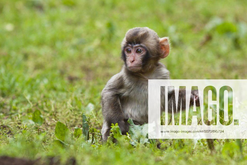 Schneeaffe, Schnee-Affe, Japanmakak, Japanmakake, Japan-Makak, Japanmakake, Japan-Makake, Rotgesichtsmakak, Rotgesichts-Makak, Rotgesichts-Makake, Rotgesichtsmakake (Macaca fuscata), Jungtier auf einer Wiese Japanese macaque, snow monkey (Macaca fuscata), pup in a meadow BLWS428843