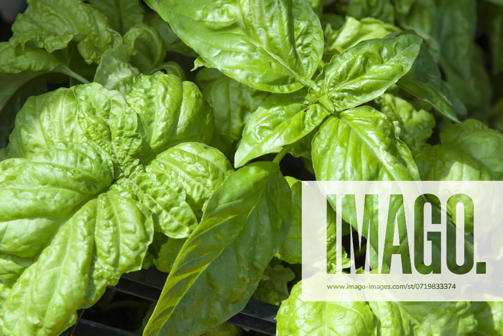 Basil, Campania region, southern Italy, Europe