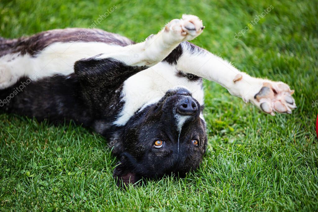 Beautiful black and white akita mutt dog. Mixed and cross-breed. Animal and pet photography.
