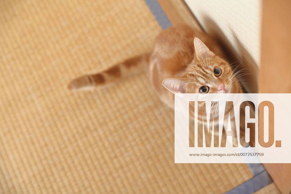 Cat in the house (hlng005706)