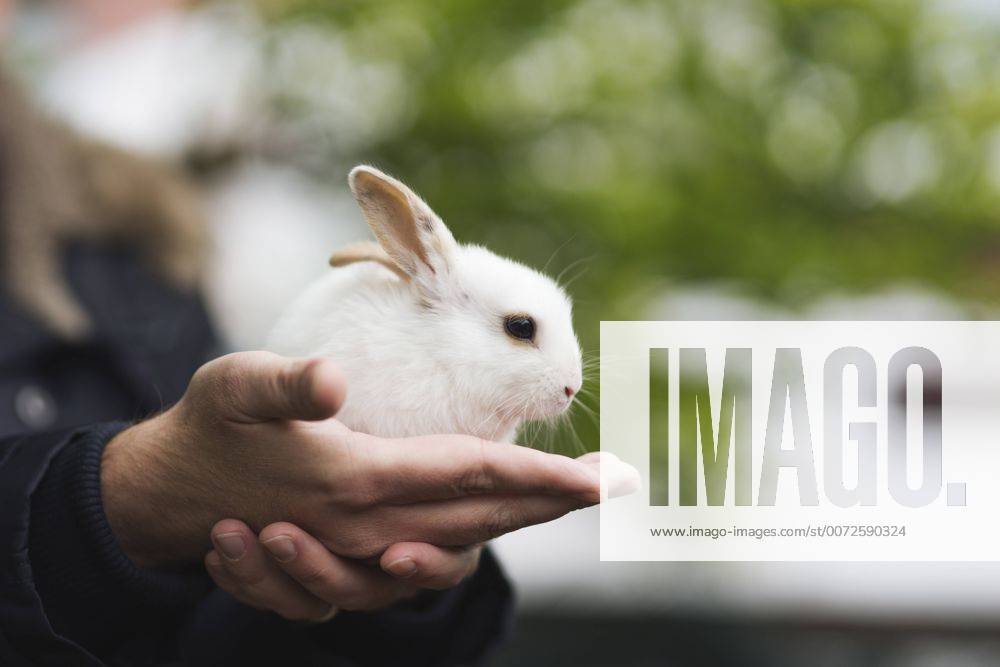 Little hare sitting on hand model released Symbolfoto CHPF000230