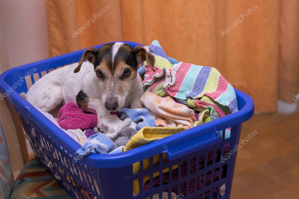 Dog lies in a laundry basket with freshly washed folded and ironed laundry indoor. Jack Russell Terrier doggy 10 years old. Hair type smooth